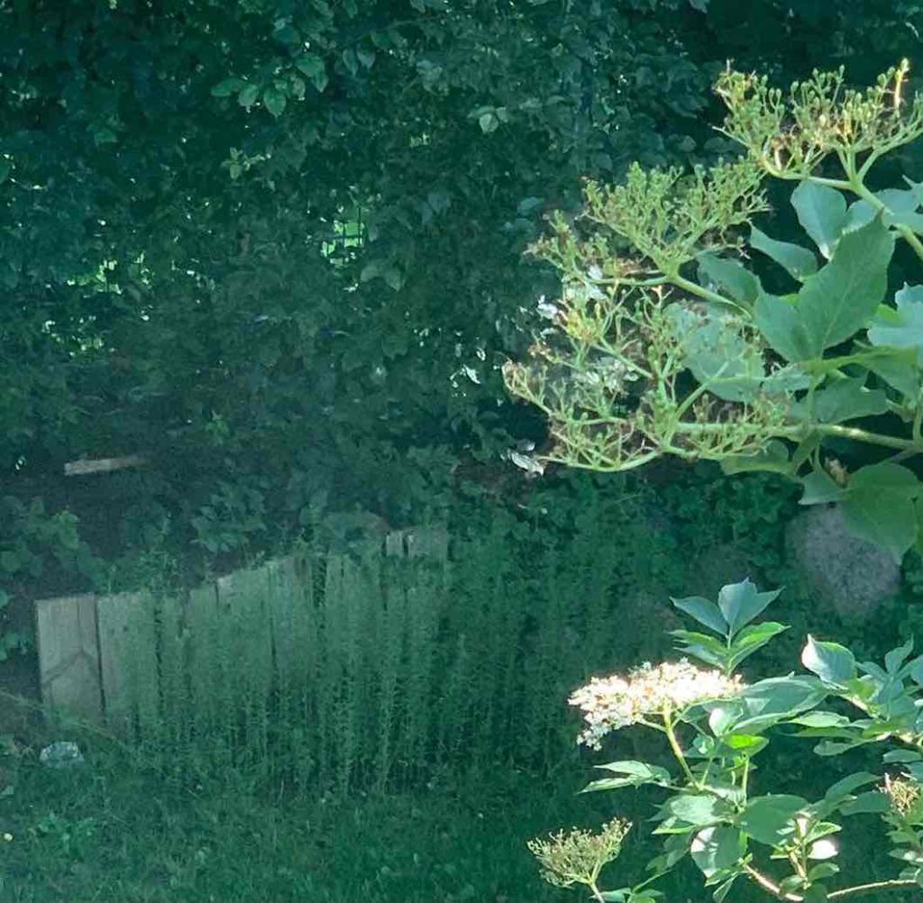 Flachsanbau im Schatten