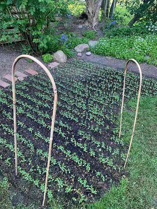 Flachsanbau im Halbschatten