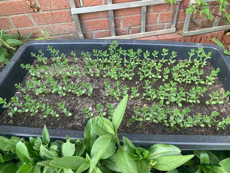 Flachsanbau in der Sonne