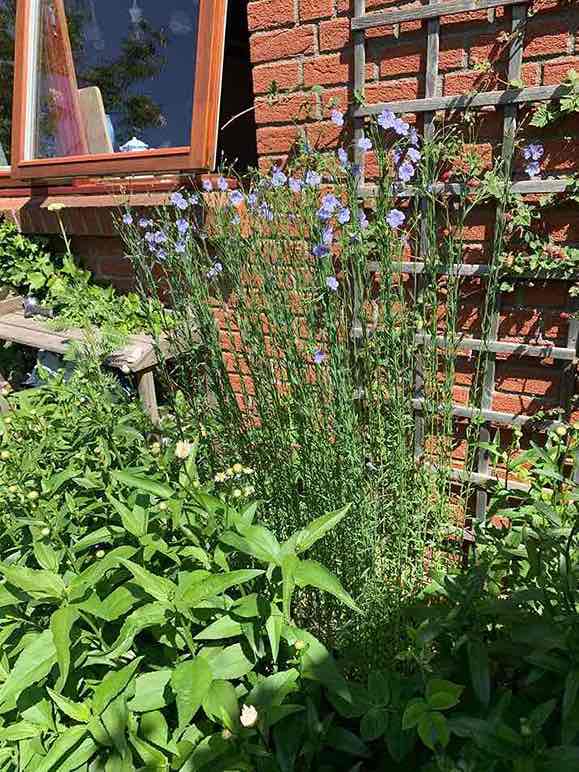 Flachsanbau in der Bütt sonnig