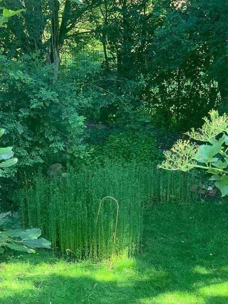 Flachsanbau im Halbschatten